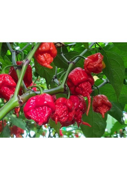 Murattohumculuk Dünyanın En Acı Biberi Tohumu (Carolina Reaper) 5 Adet Tohum