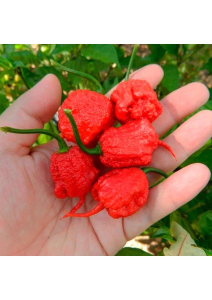 Murattohumculuk Dünyanın En Acı Biberi Tohumu (Carolina Reaper) 5 Adet Tohum