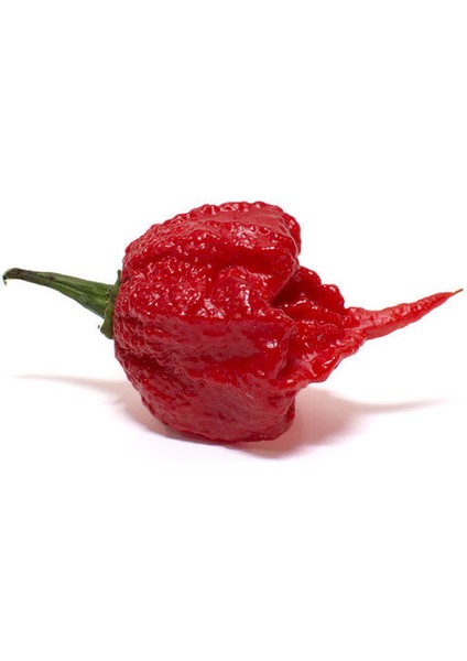 Murattohumculuk Dünyanın En Acı Biber Tohumu Ekim Seti (Carolina Reaper)