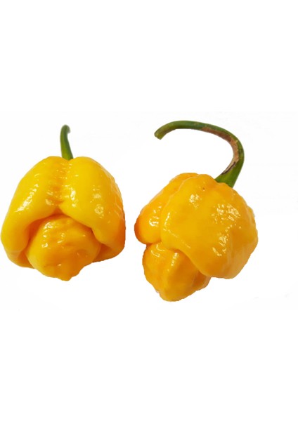 Murattohumculuk Dünyanın En Acı Biber Tohumu Sarı Renk Ekim Seti (Carolina Reaper)