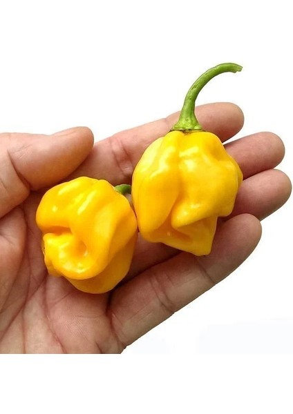 Murattohumculuk Dünyanın En Acı Biber Tohumu Sarı Renk Ekim Seti (Carolina Reaper)