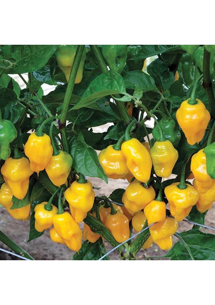 Murattohumculuk Dünyanın En Acı Biber Tohumu Sarı Renk Ekim Seti (Carolina Reaper)