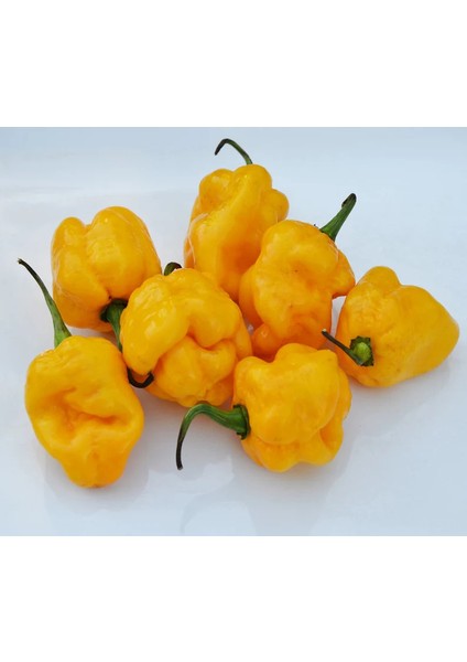 Murattohumculuk Dünyanın En Acı Biber Tohumu Sarı Renk Ekim Seti (Carolina Reaper)