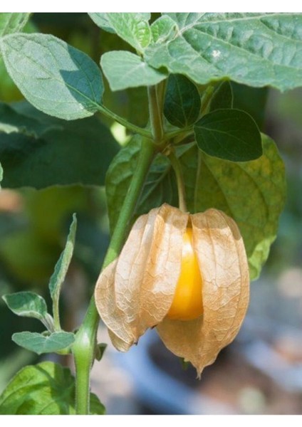 Altın Çilek Tohumu Kaz Üzümü Yer Çileği Tohumu 10 Adet Tohum fiyatları