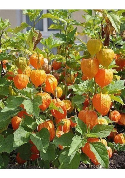 Altın Çilek Tohumu Kaz Üzümü Yer Çileği Tohumu 10 Adet Tohum modelleri