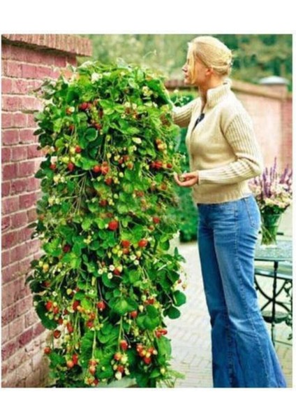 Alman Çileği Tohumu Çilek Tohumu 10 Adet Tohum