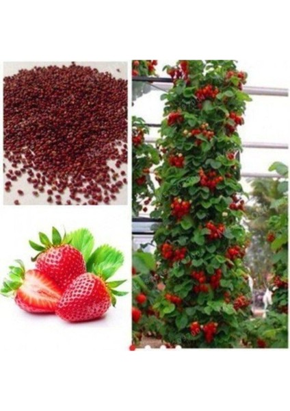 Alman Çileği Tohumu Çilek Tohumu 10 Adet Tohum fiyatları