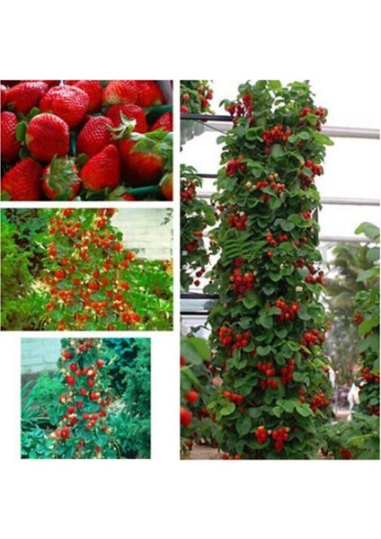 Alman Çileği Tohumu Çilek Tohumu 10 Adet Tohum modelleri