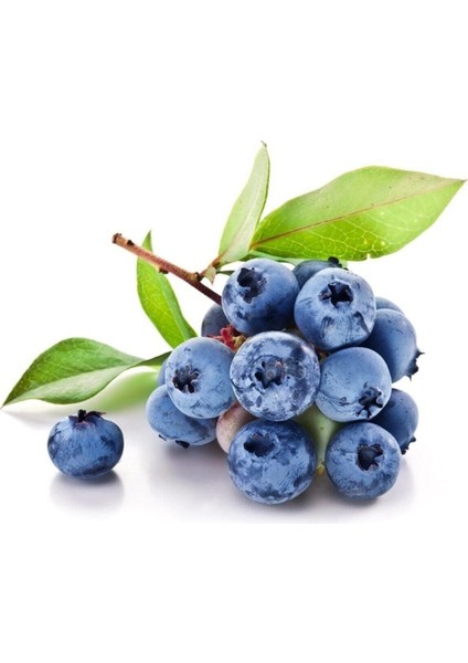 Yaban Mersini Tohumu Blueberry Tohumu 10 Adet Tohum