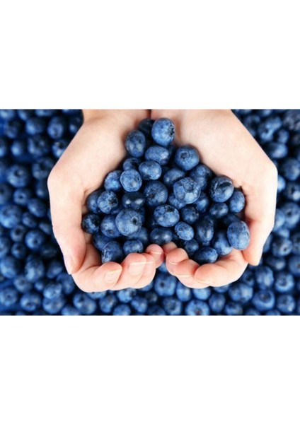 Yaban Mersini Tohumu Blueberry Tohumu 10 Adet Tohum fiyatları