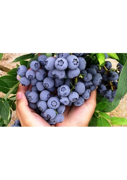 Yaban Mersini Tohumu Blueberry Tohumu 10 Adet Tohum fırsatları