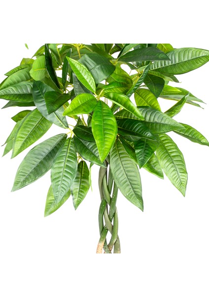 Yapay Fortune Gerçek Dokulu 98 Cm.