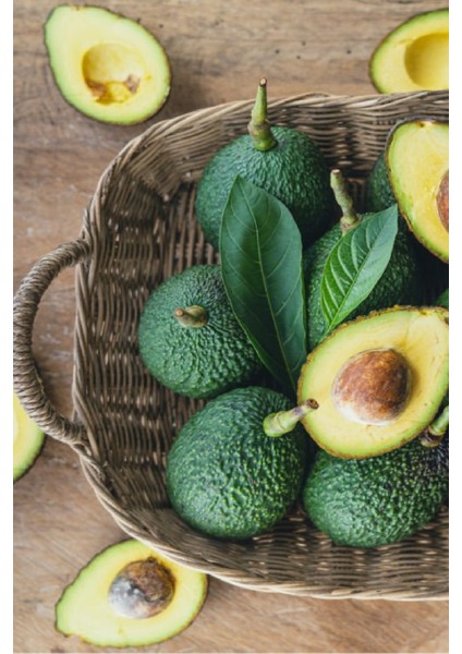 Tüplü Tropikal Avokado ( Avakado ) Fidanı 2 Yaş