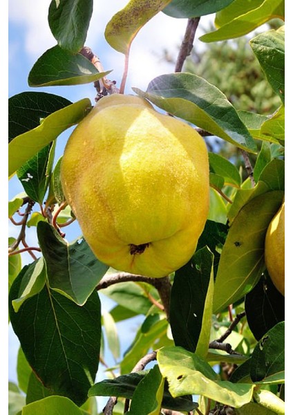 5 Adet - Yumuşak Etli Eşme Ayva Fidanı 3 Yaş modelleri