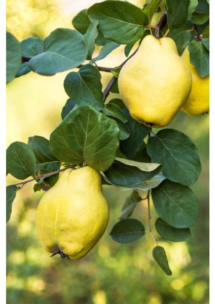 7 Adet - Yumuşak Etli Eşme Ayva Fidanı 3 Yaş