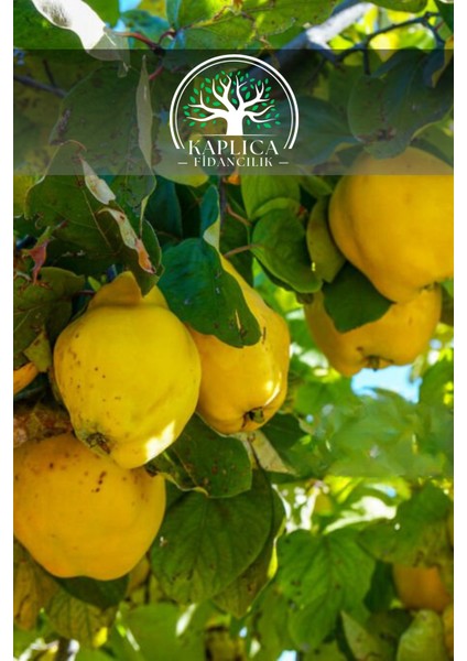 9 Adet - Yumuşak Etli Eşme Ayva Fidanı 3 Yaş fiyatları