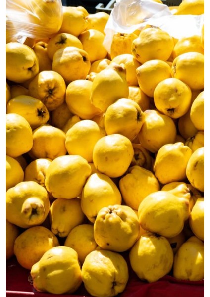 9 Adet - Yumuşak Etli Eşme Ayva Fidanı 3 Yaş fırsatları