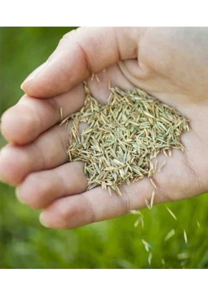 Çim Tohumu 6'lı Karışım 1kg (Susuzluğa ve Basılmaya Dayanıklı Çeşit)