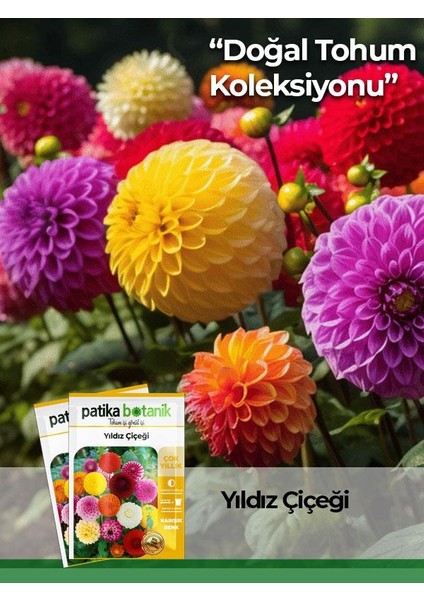 30 Adet Yıldız (Dahlia) Çiçek Tohumu