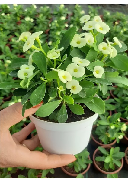 Beyaz Renk Dikenler Tacı Çiçeği Fidanı 15-30CM
