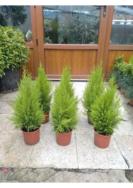 Tüplü Limoni Servi Fidanı 4 Adet Boy 50-60CM