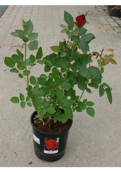 Aşılı Yediveren Kırmızı Gül Fidanı 1 ADET Saksılı 30-60Cm