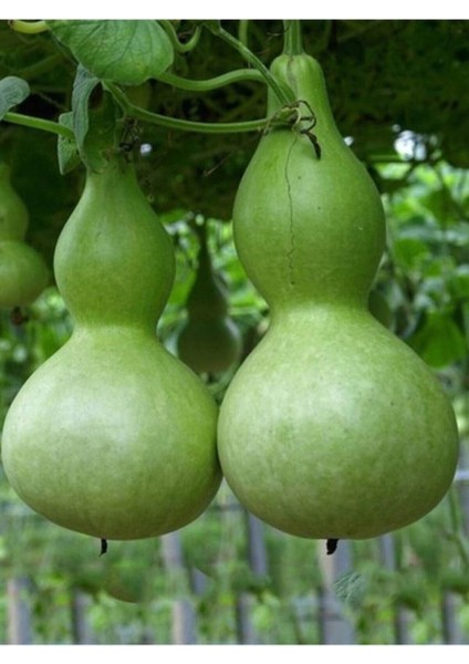 10 Adet Su - Et Kabağı Ata Yerli Tohum