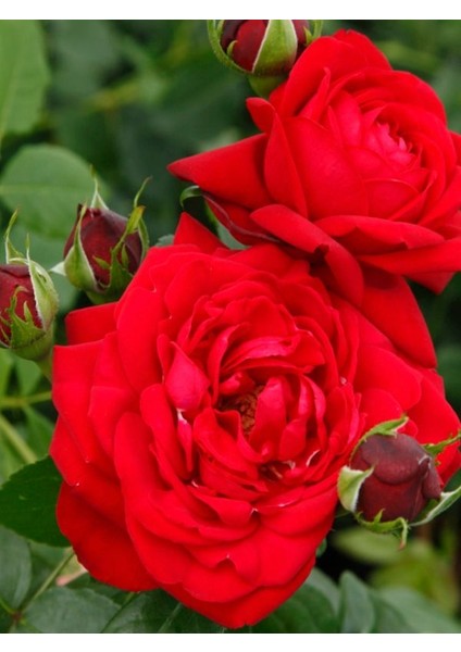 Kırmızı Renk Yediveren 1 Adet Saksılı 30-60Cm Red Rose