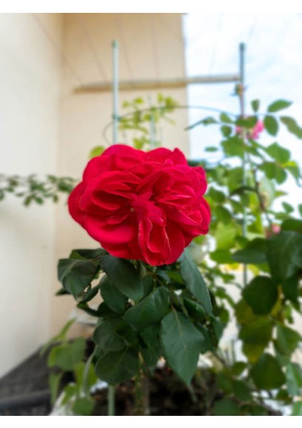 Kırmızı Renk Yediveren 1 Adet Saksılı 30-60Cm Red Rose