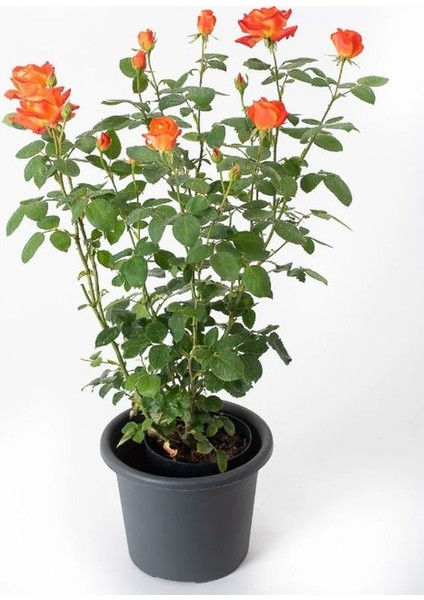 Kavun Içi Bulgar Gülü Fidanı Saksılı Kokulu 40-60CM