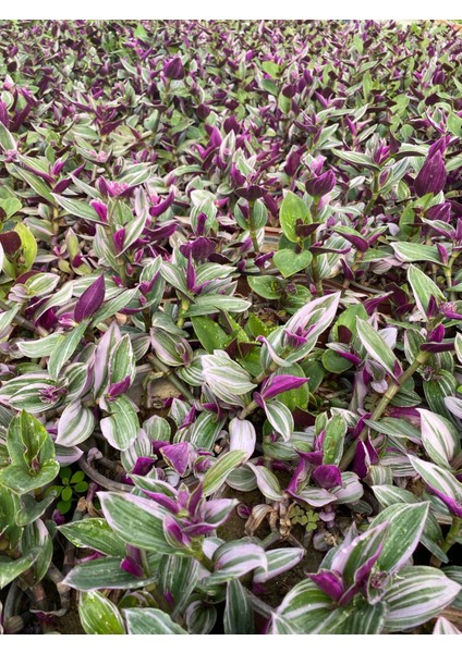 Tradescantia Nanouk Pembe Telgraf Çiçeği Ithal 12.cm.büyük Boy Saksıda