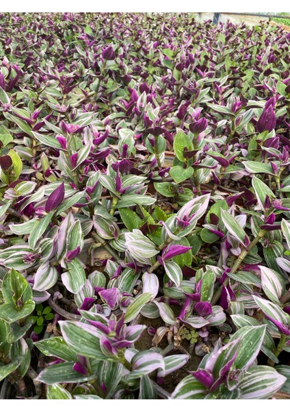 Tradescantia Nanouk Pembe Telgraf Çiçeği Ithal 12.cm.büyük Boy Saksıda