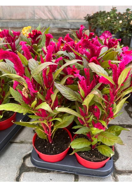 Denizin Garden Celosia Cristata Horoz Ibiği Çiçeği