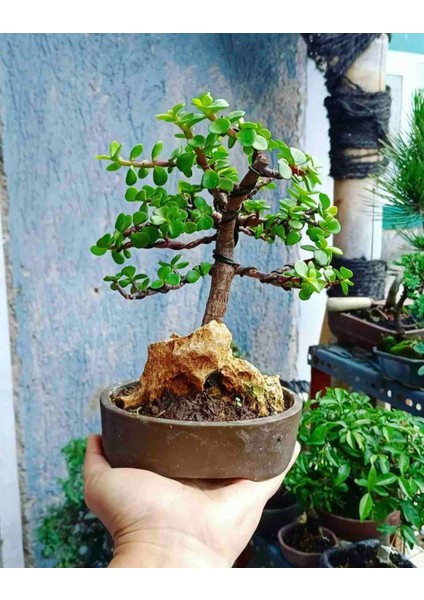 Dekoratif Taş Saksıda Bonsai Para Ağacı