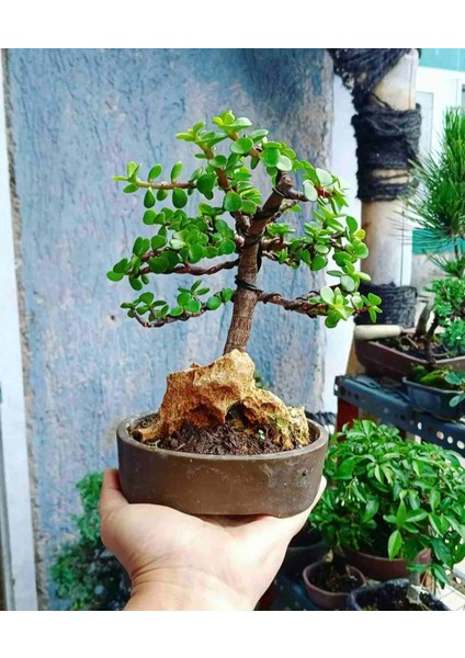 Dekoratif Taş Saksıda Bonsai Para Ağacı modelleri