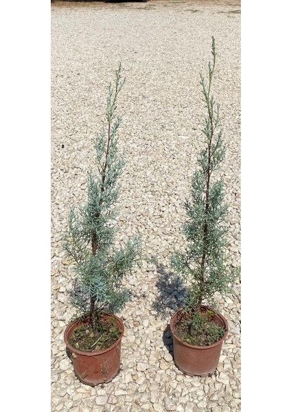 Aşılı Mavi Servi (40-50cm) (2'li)