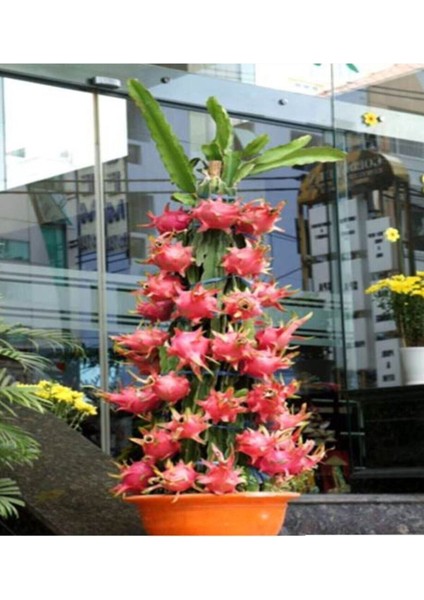 Bodur Pitaya Ağacı Tohumu Beyaz Pitaya Ağacı Tohumu Cüce Pitaya 10 Adet Tohum