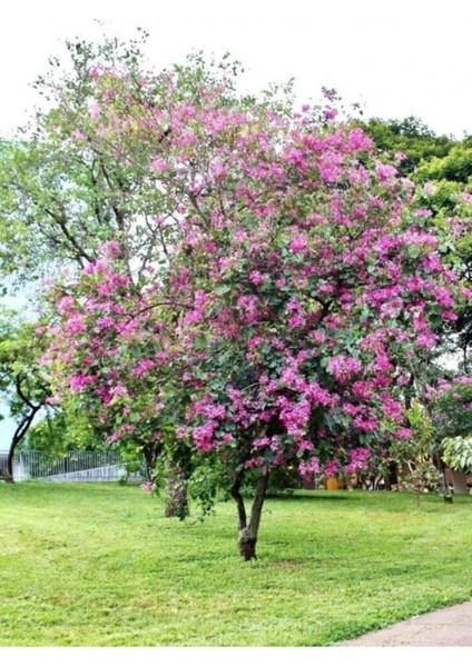 Orkide Ağacı Tohumu Pembe Orkide Ağacı Tohumu 5 Adet Tohum modelleri