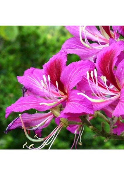 Orkide Ağacı Tohumu Pembe Orkide Ağacı Tohumu 5 Adet Tohum fırsatları