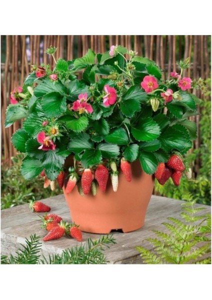 Agrobazaar Saksıya Uygun Çilek 25+ Adet Tohum fiyatları
