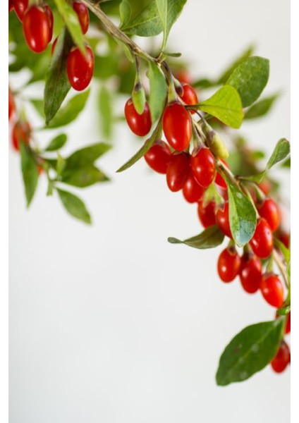 ( Kurt Üzümü ) Goji Berry Fidanı 2 Yaş