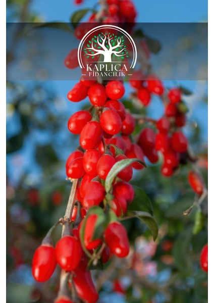 ( Kurt Üzümü ) Goji Berry Fidanı 2 Yaş