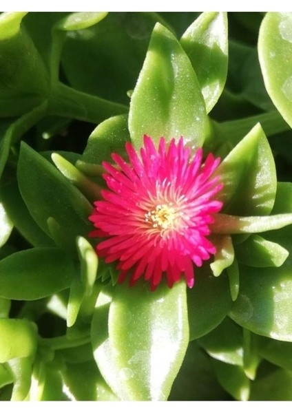 Buz Çiçeği Fidesi (Yaz Kis Cicek Acabilen Cicek )