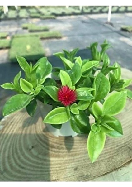 Buz Çiçeği Fidesi (Yaz Kis Cicek Acabilen Cicek ) fiyatları