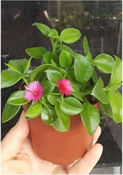 Buz Çiçeği Fidesi (Yaz Kis Cicek Acabilen Cicek ) modelleri