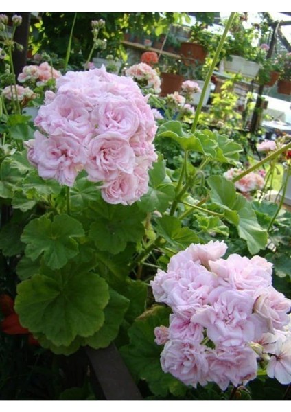 7 Li Bitki Fidan Çiçek Seti Kabristan Mezarlık Için indirimleri