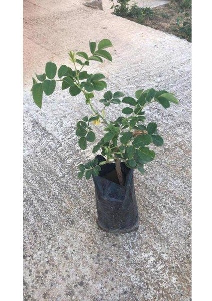4 Lü Bitki Fidan Çiçek Seti 10-20 cm