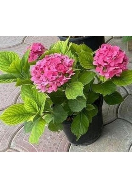 Fuşya Canlı Çiçek Ortanca Pembe Hydrangea Macrophylla 10-20 cm