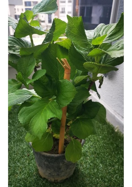 Fuşya Canlı Çiçek Ortanca Pembe Hydrangea Macrophylla 10-20 cm