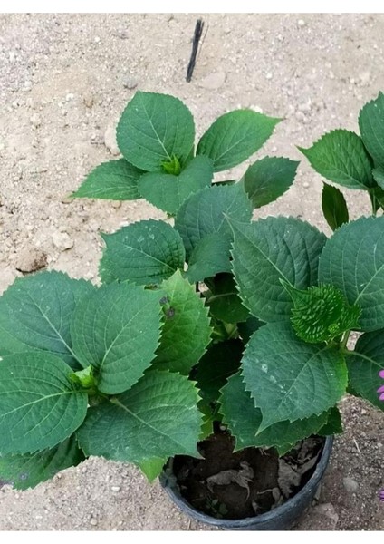 Fuşya Canlı Çiçek Ortanca Pembe Hydrangea Macrophylla 10-20 cm